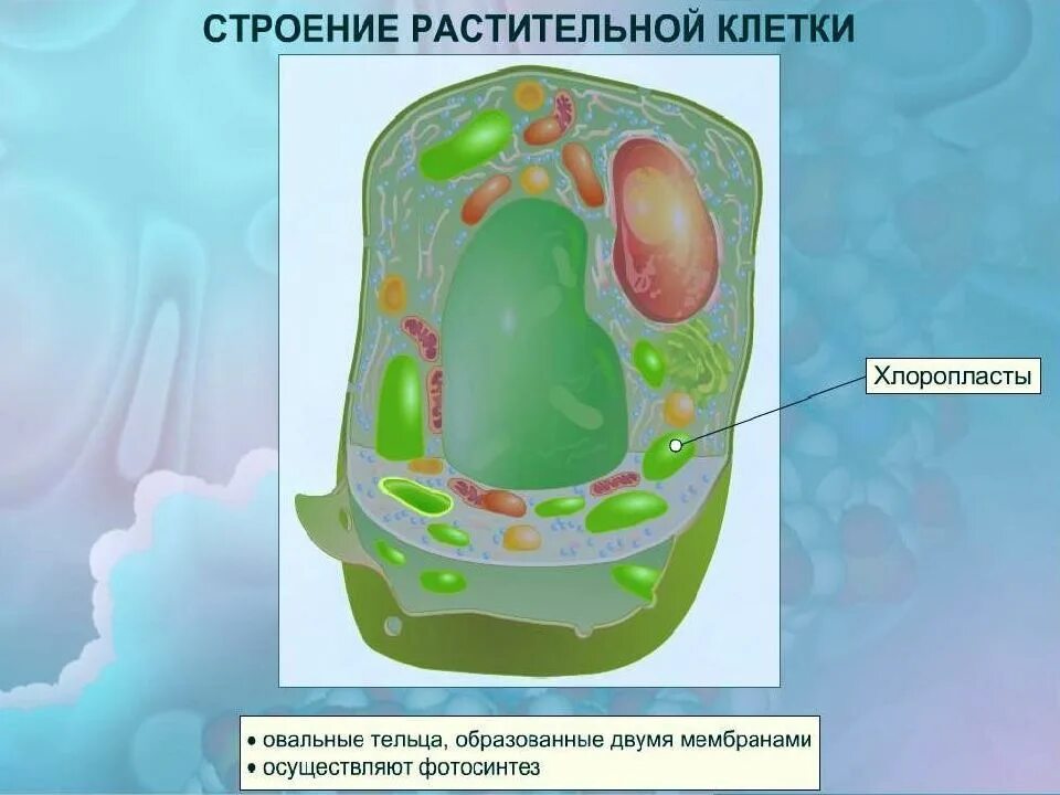 В клетках клетках содержатся овальные тельца