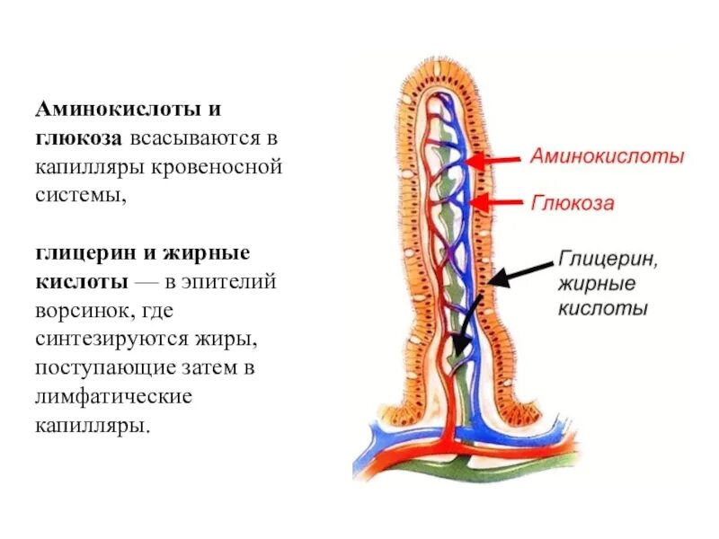 В ворсинках тонкого кишечника в кровь всасываются. Жирные кислоты всасываются. Аминокислоты всасываются в лимфатические капилляры.. Аминокислоты и Глюкоза всасываются в. Всасывание Глюкозы в лимфатические.