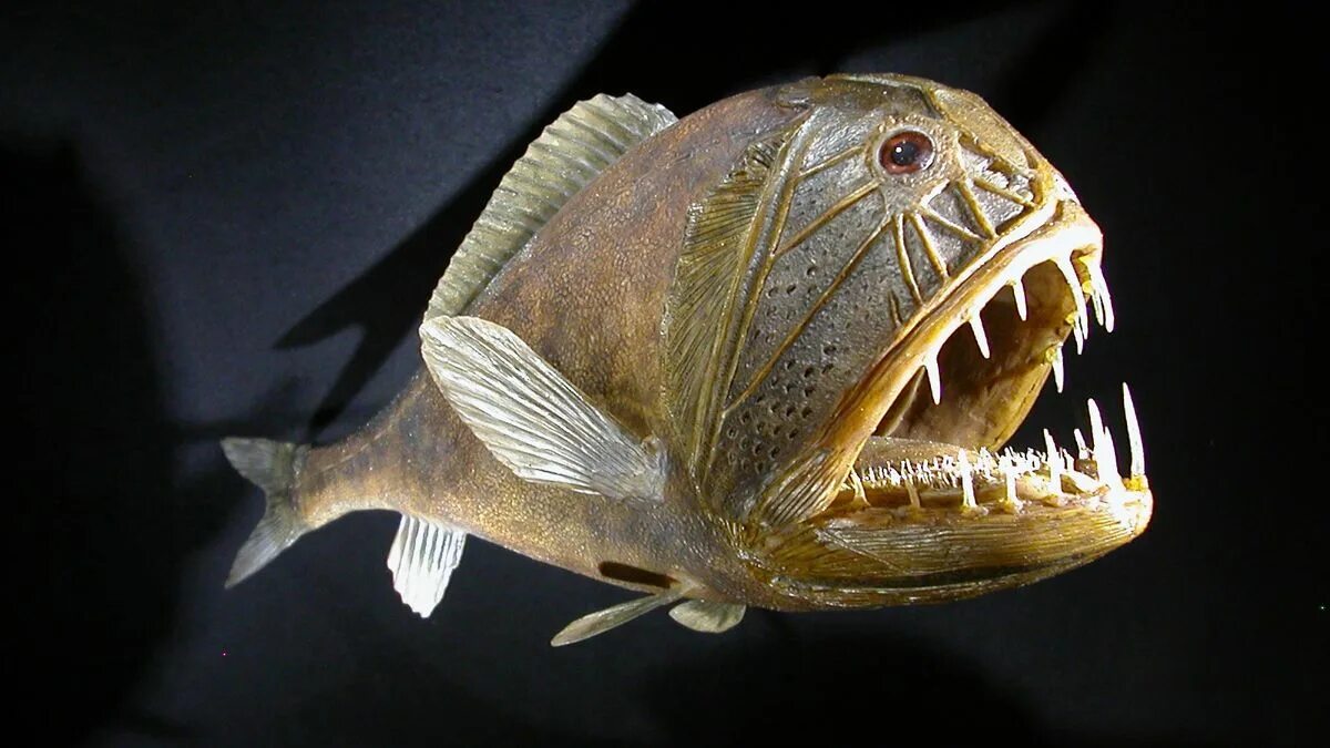 Длинно рогий сабле зуб. Длиннорогий саблезуб. саблезуб (anoplogaster cornuta). длиннорогий саблезуб малек. рыбы саблезуб глубоководные саблезуб.