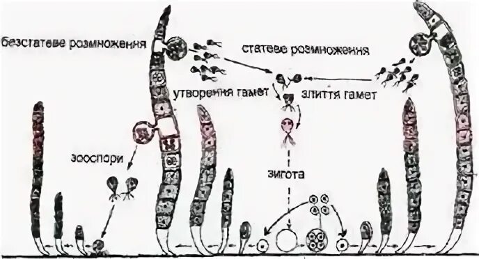 Бесполое поколение улотрикса