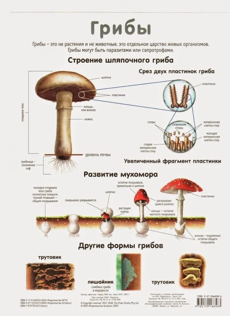 Наука про грибы. Грибы биология. Урок биологии грибы. Плакат по биологии грибы. Схема возникновения грибов на земле.