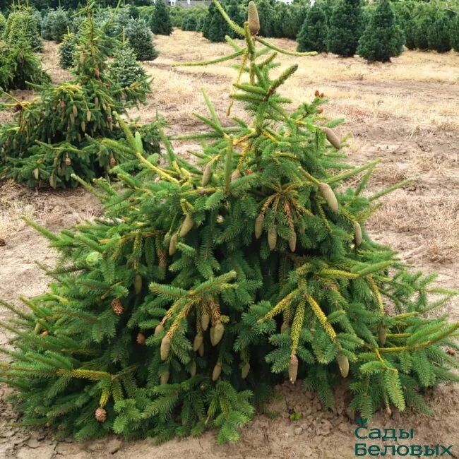 Picea pusch. Ель обыкновенная акрокона. ель обыкновенная акрокона (picea abies acrocona). ель обыкновенная акрокона пуш. picea abies (ель обыкновенная) &#039;pusch&#039;.