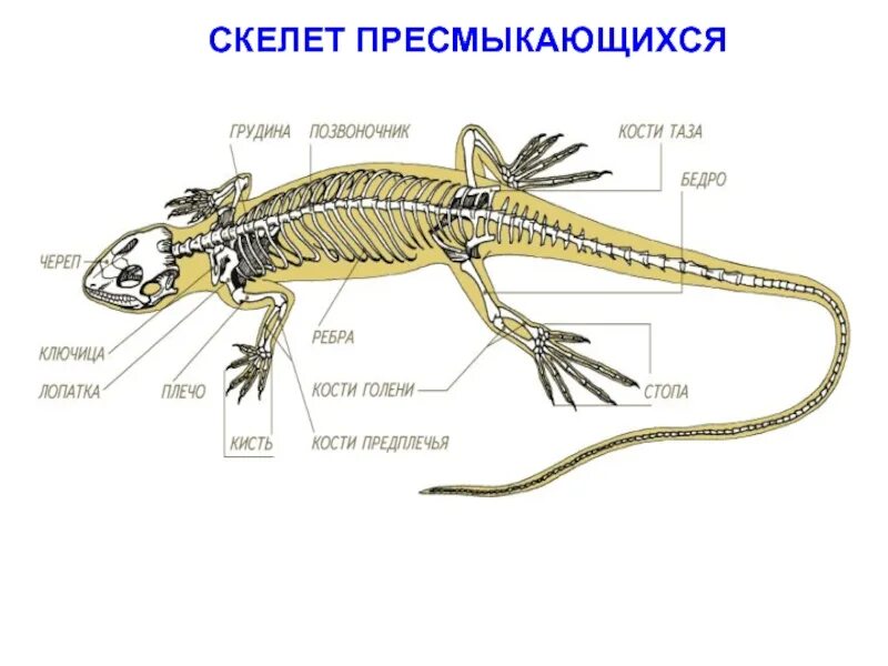 Чем различается скелет земноводных и пресмыкающихся. Опорная система пресмыкающиеся. скелет пресмыкающихся отделы позвоночника. опорно двигательная система пресмыкающихся ящерицы. опорно двигательная система рептилий 7 класс.