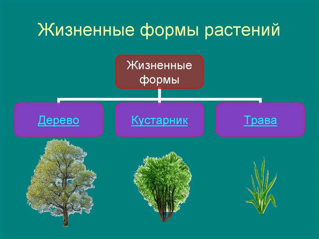 Жизненная форма 5 класс. Дизненныеформ растений. Жизненные формы растений схема. Растения жизненные формы растений. Растения разных жизненных форм.