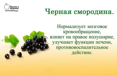 Смородина для организма