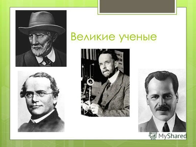 карпеченко заслуги в селекции растении. достижения селекции животных. достижения современной селекции растений. вавилова в селекции растений. мир селекции.