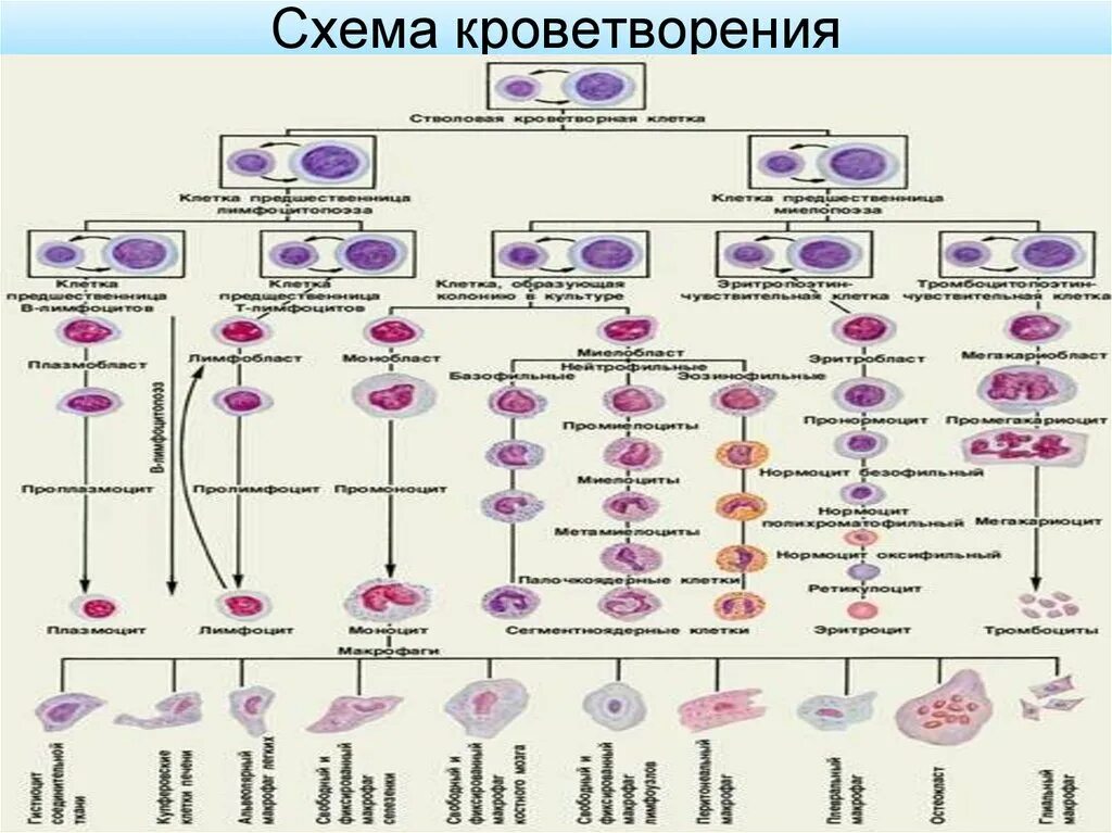 Гемопоэз гистология