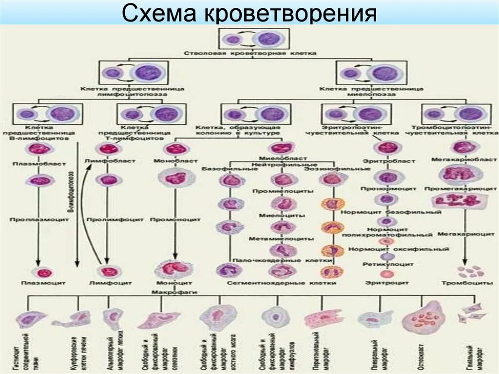 Кровь дифференцировка. Схема кроветворения гистология. Схема постэмбрионального гемопоэза. Схема кроветворения Черткова. Схема кроветворения и.л.Чертков а.и.воробьёв.