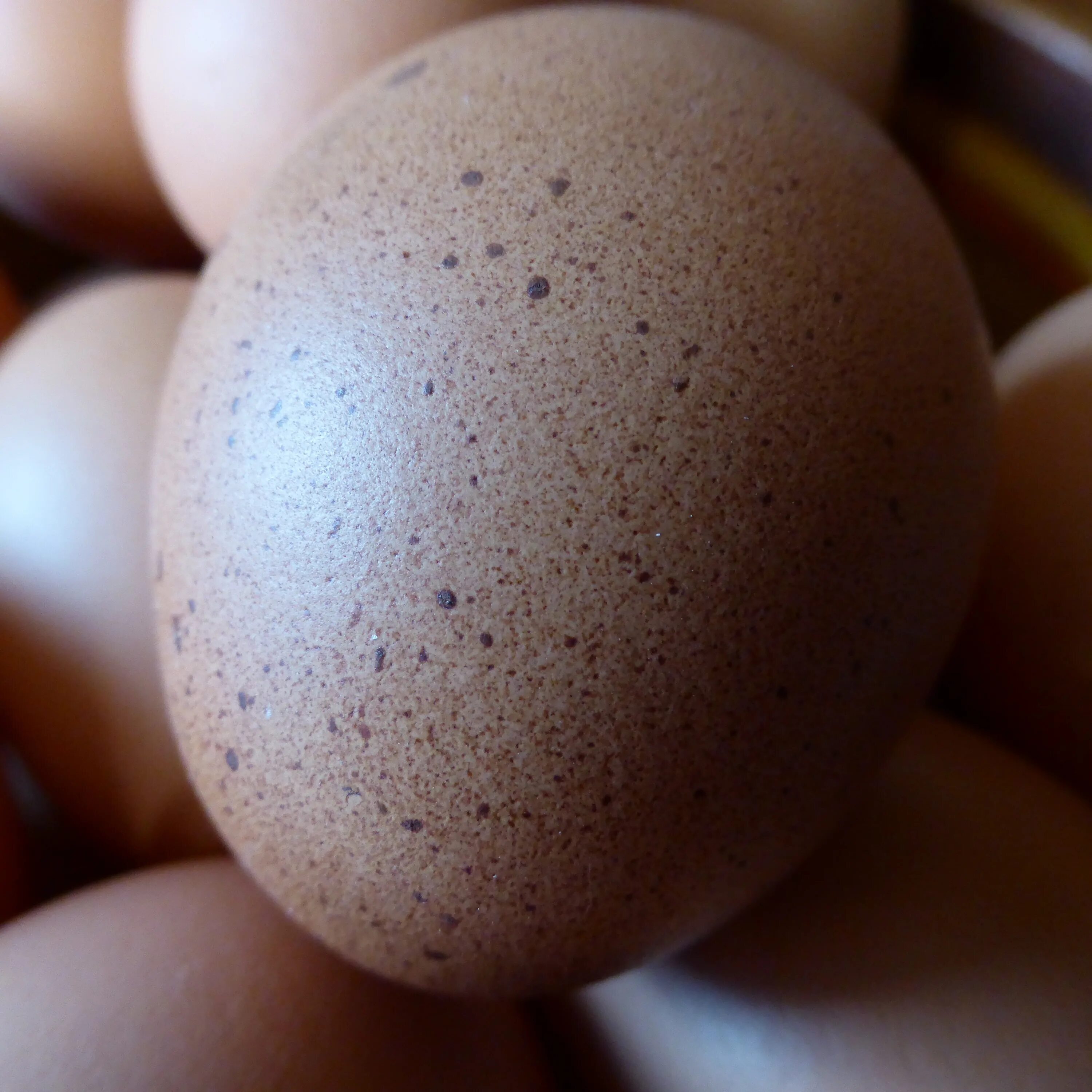 Микро яйца. Коричневое яйцо. Яйцо куриное. Пятна на скорлупе куриных яиц. Яйца кур.