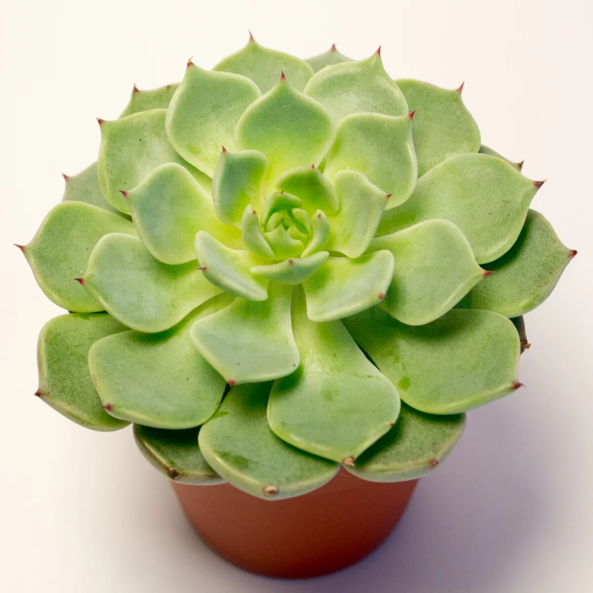 эхеверия микс. эхеверия фабиан. эхеверия экстра микс. эхеверия микс d-5. эхеверия микс, d-9.