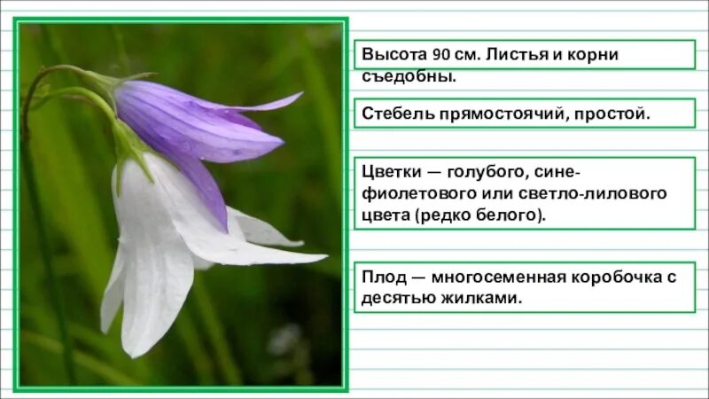 Описание колокольчика в научном стиле. Научное описание цветка колокольчик. Текст описание про колокольчик. Колокольчик в научном стиле 3 класс.