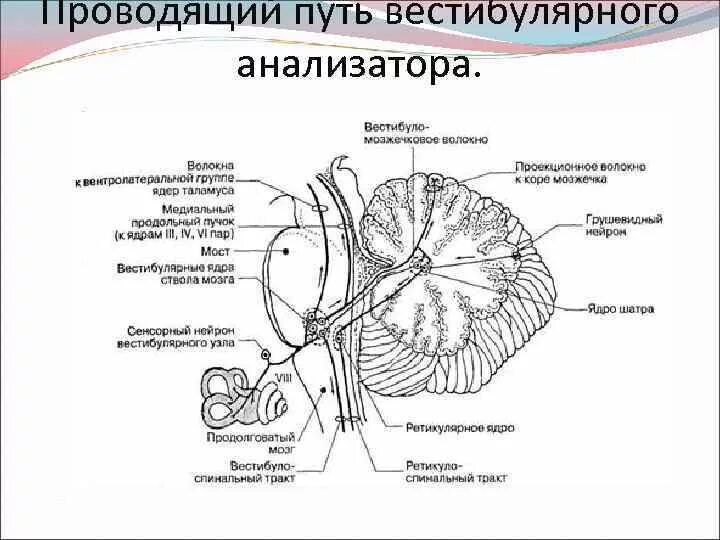 Пути мозжечка схема. Проводящие пути вестибулярного анализатора схема. Рефлекторная функция мозжечка. Вестибулярные ядра мозжечка. Вестибуло мозжечковый путь схема.