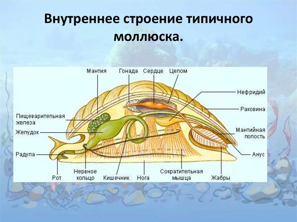 Внешнее и внутреннее строение брюхоногих. Брюхоногие моллюски внутреннее строение 7 класс. строение брюхоногих и двустворчатых моллюсков. строение брюхоногого моллюска 7 класс биология. строение тела брюхоногих моллюсков.