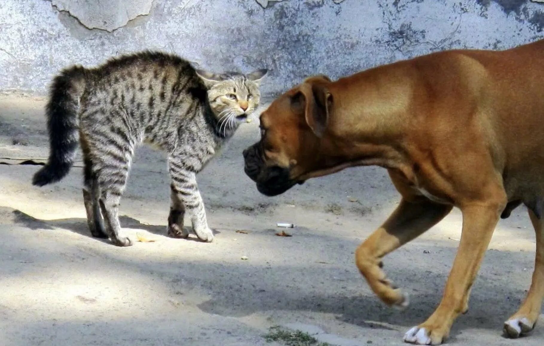 Люди против кошек. Вражда кошек и собак. Кот и собака дерутся. Драка котов и собак. Коты дерутся с собаками.