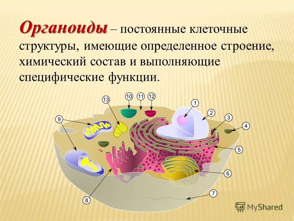 Органоиды клетки группы. Органоиды. Органоиды клетки. Архониды. Органоиды это.