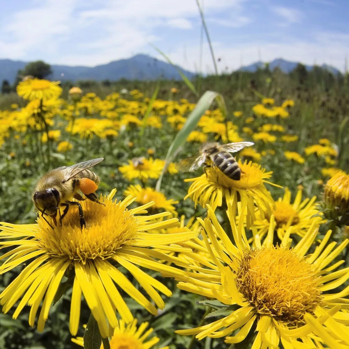 Медовые соты цельзия. Рой пчелиный пасека. Пчелы. Пчелиный гул. Пчелы.