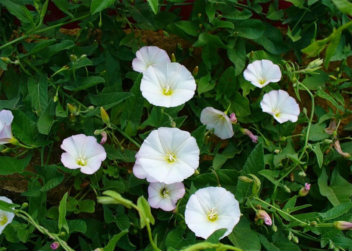 Вьюнок полевой (Convolvulus arvensis). Вьюнок Березка сорняк. Сорняк Вьюнок полевой Березка. Растение берёзка Вьюнок. Вьюн который запретили