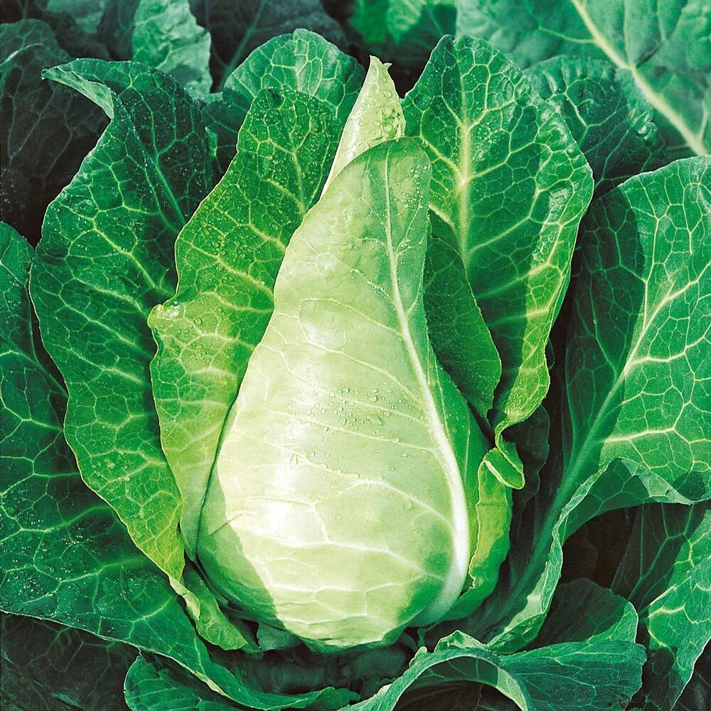 Buy Cabbage 'Filderkraut' (Organic) - Seeds Organic Gardening Catalogue