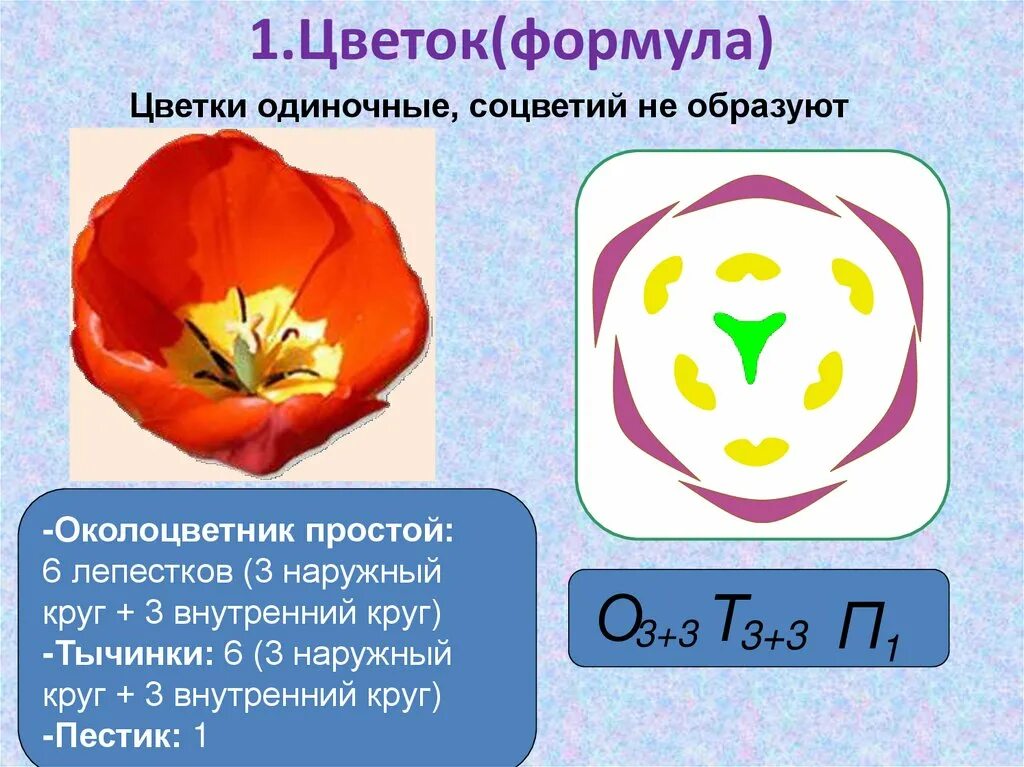 Ч0л5т5п1 формула какого цветка. Формула цветка с простым околоцветником. Диаграмма цветка с простым околоцветником. Формула цветка 6 класс биология. Формула цветка околоцветник.