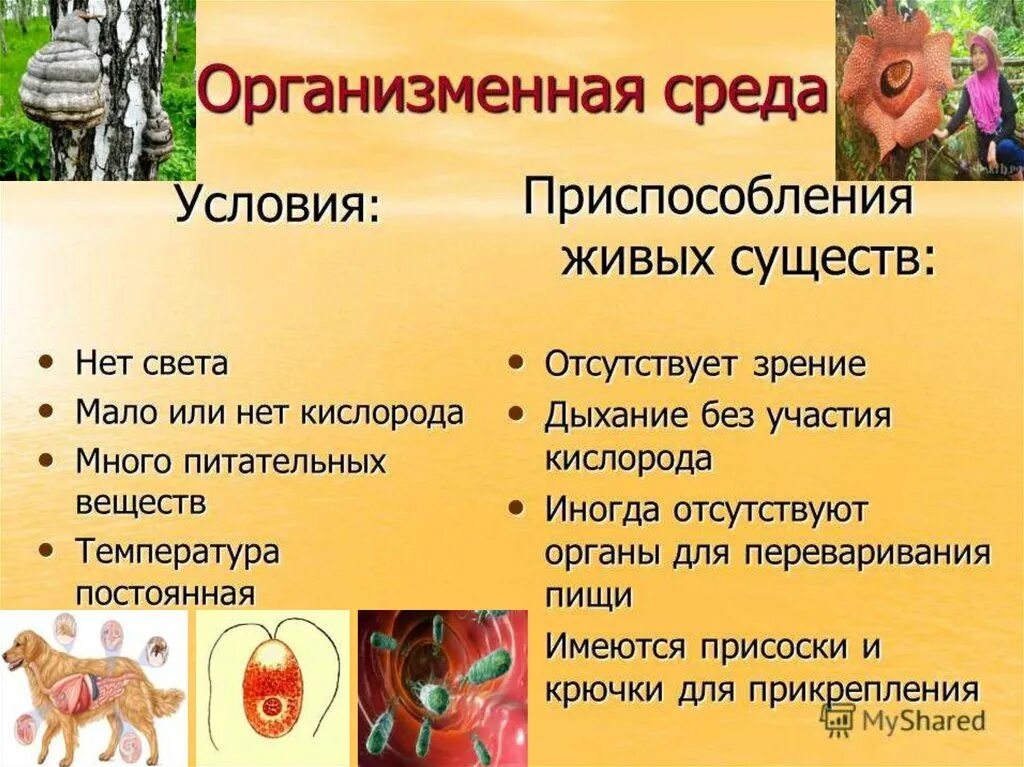 Особенности организменной среды обитания таблица. Условия жизни в организменной среде. Приспособление организмов к жизни в организменной среде. Организменная среда приспособления. Характеристика организменной среды.