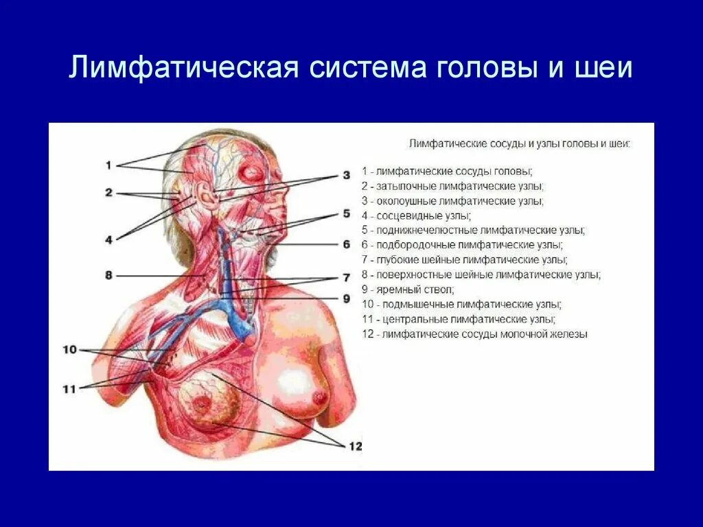 Околоушная слюнная железа анатомия. Железы головы человека. Структура головного мозга эпифиз. Железы головы человека. Эпифиз гормоны болезни.
