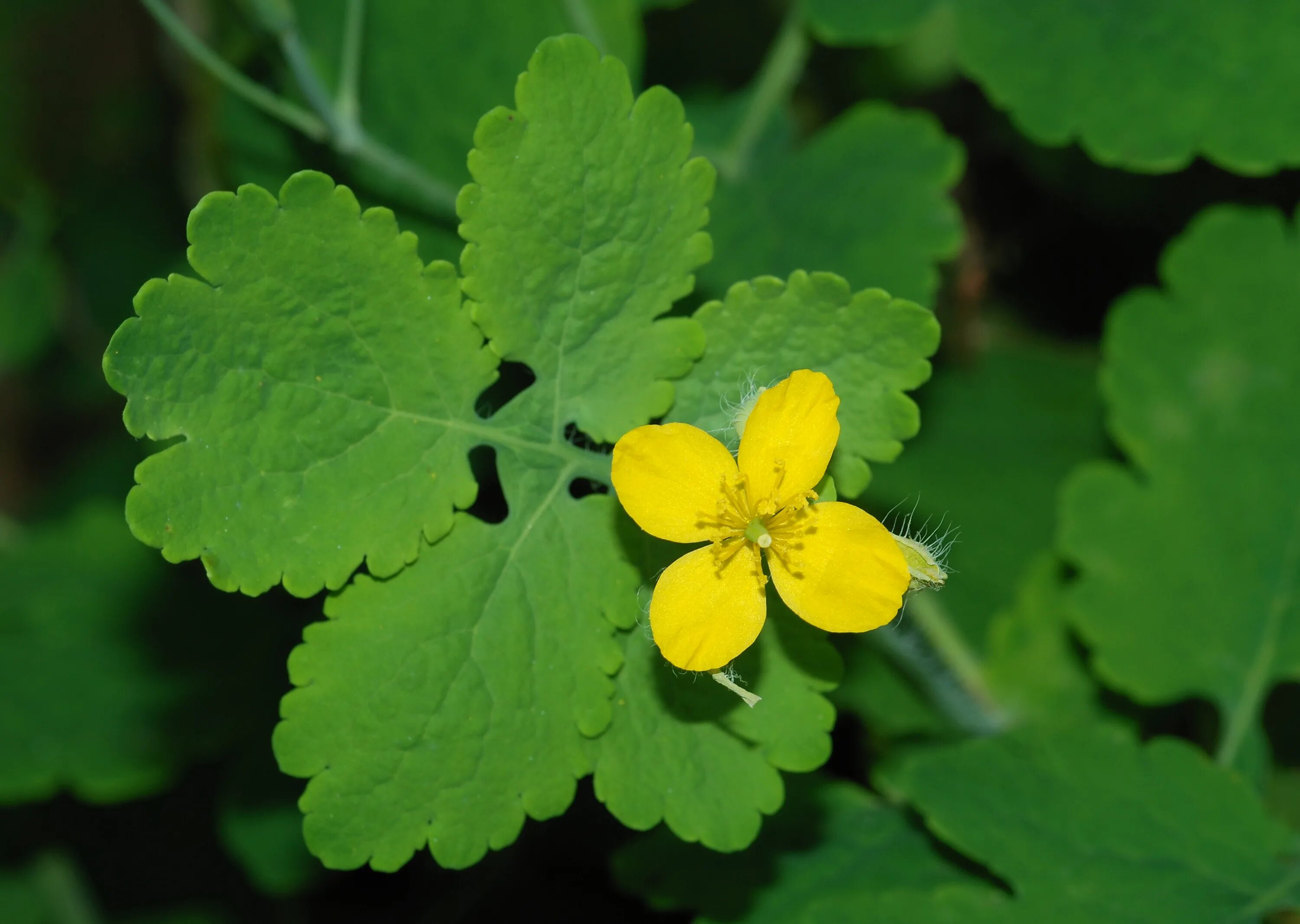 Листья чистотела. Чистотел Chelidonium majus. Чистотел большой (Chelidonium majus l.). Чистотел листья. Чистотел цветение.