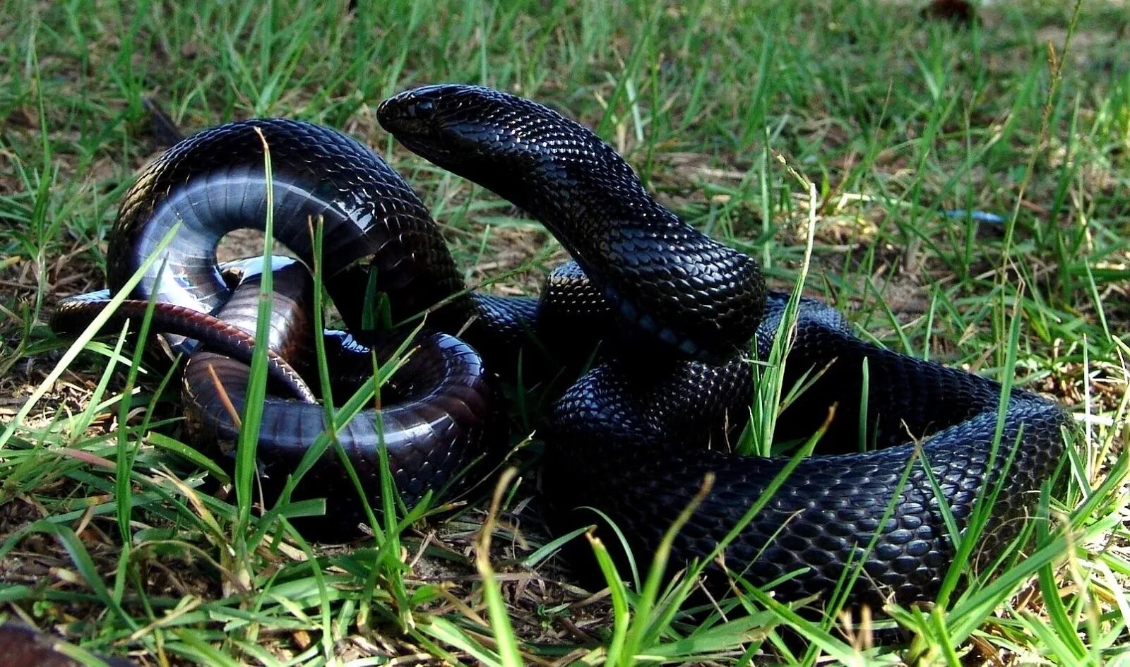 Сон длинные змеи. Черные змеи Геншин. Детеныш черного питона. Черный питон. Черная домашняя змея.
