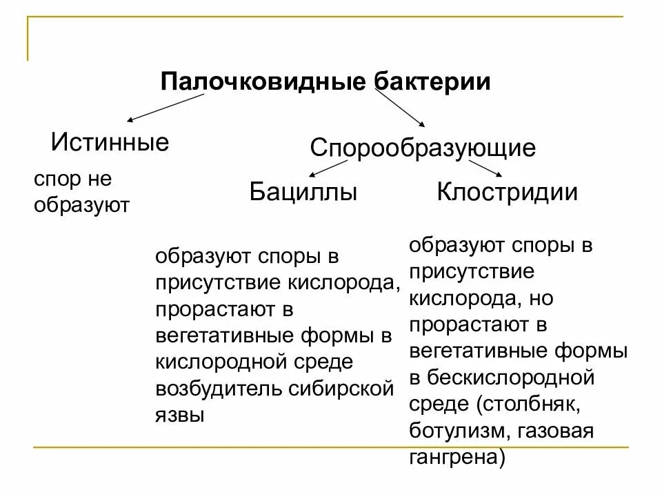 Классификация спорообразующих бактерий. Клостридии морфология спорообразующие. Споры образуют палочковидные бактерии. Форма бактерий бациллы спорообразующие. Бактерии отличия от низших