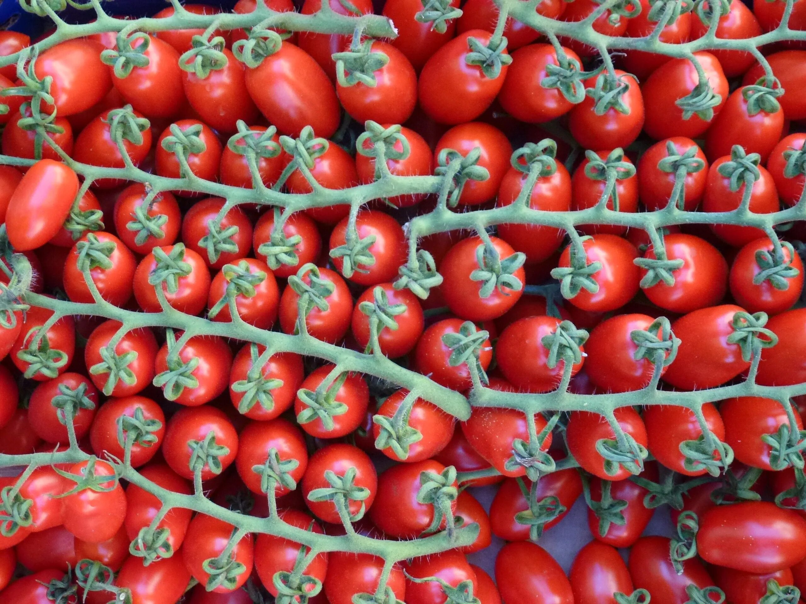 Tomato red. Помидоры Мирабель. Томаты черри красные сорта. Помидоры черри Виноградная гроздь. Сорт помидор Порпора.