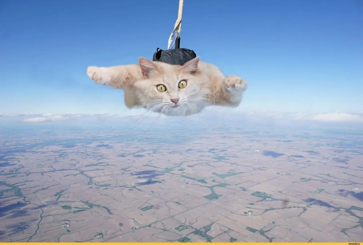 Летающие коты. Кот на парашюте. Летающий кот с парашютом. Кошка парашютист. Тоже полететь
