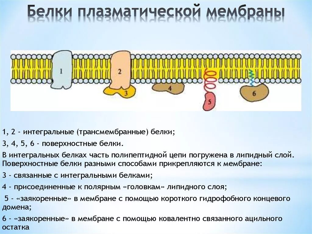 Интегральные белки какие. Функции белков в клеточной мембране. Интегральные и трансмембранные белки. Интегральные белки мембраны функции. Строение мембраны поверхностные мембраны.