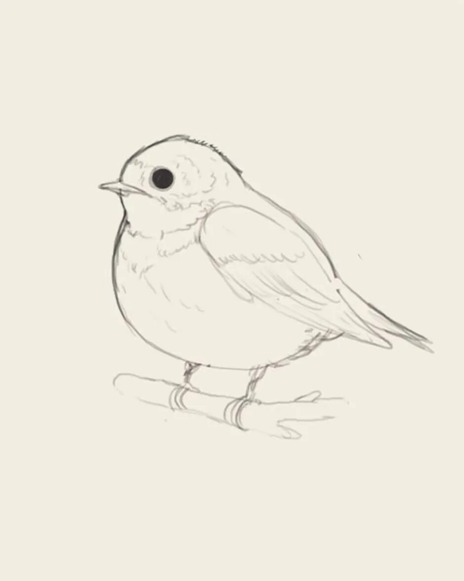 Птичка зарисовка. Птица карандашом. Рисунки птиц для срисовки. Зарисовки птиц карандашом. Рисунок птиц карандашом легкие