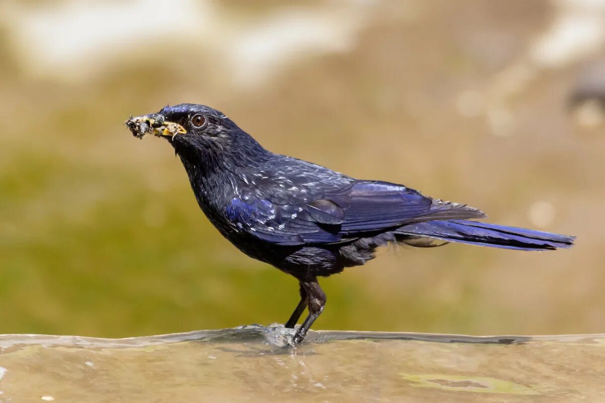 Большая синяя птица. Большая синяя птица. Синяя птица фото. Африканская турако. Большая синяя птица.