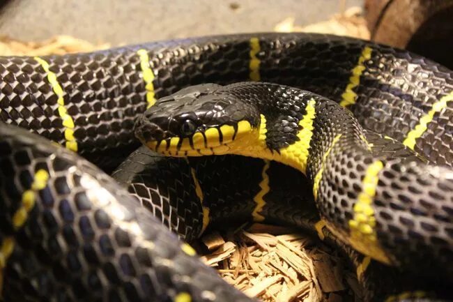 Черная с желтыми пятнами на голове. Чёрная змея с жёлтыми полосками. Змея с желтыми полосками на голове. Змея черного цвета с желтыми полосками. Уж черный с желтым.