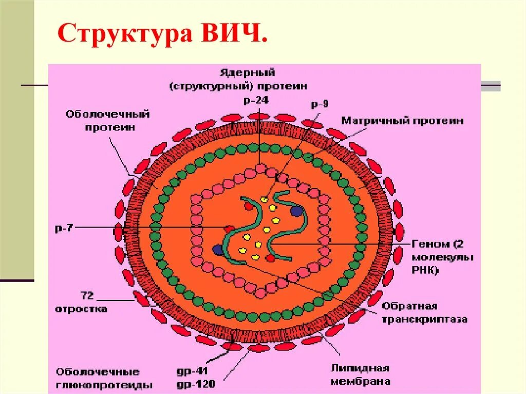 Строение вич. ВИЧ структура вириона. Схема строения вируса иммунодефицита человека. Структура вируса ВИЧ микробиология. Схема строения вируса СПИДА.