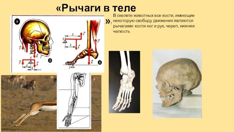 2 рычаг в скелете человека. Кости в скелете человека которые работают как рычаги. Рычаг в человеческом организме. Рычаги в человеческом теле. Рычаги в теле животных и человека.