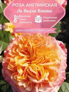 Ла вилла котта