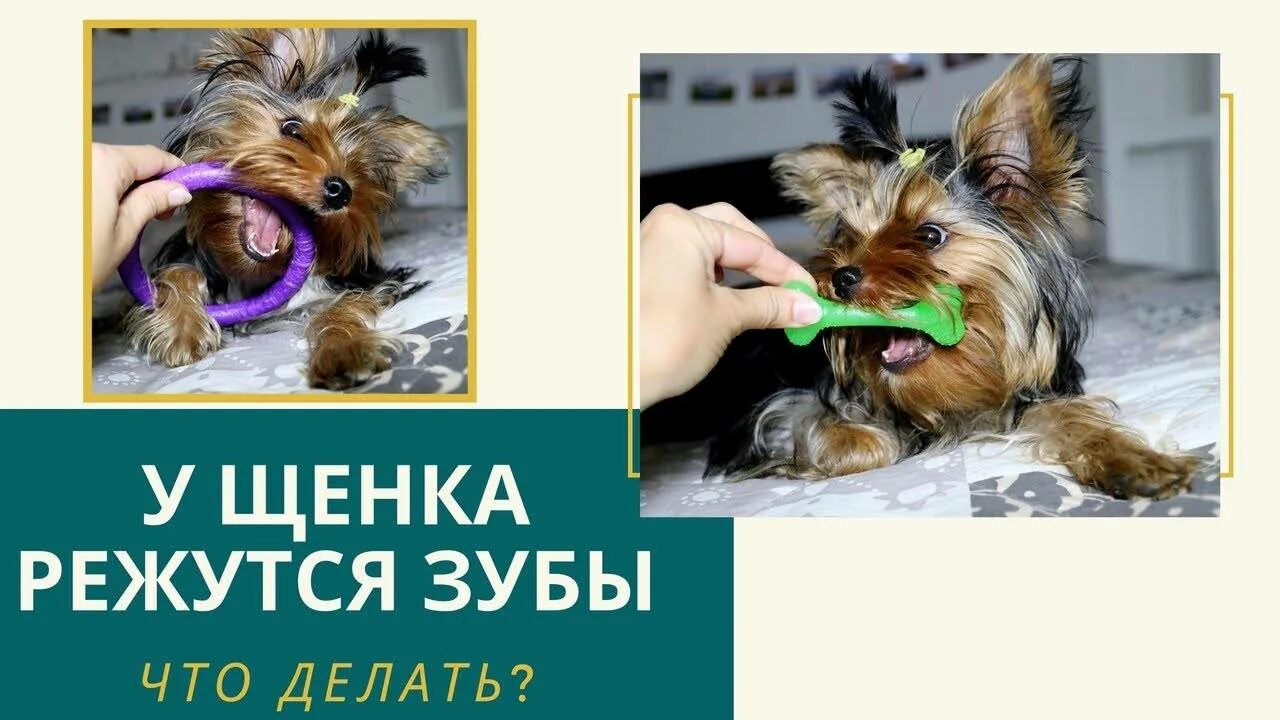 Удалить зубы йорку. Зубы йоркширский терьер. чистка зубов йоркширскому терьеру. как почистить зубы йорку. гигиена полости рта у йорка.