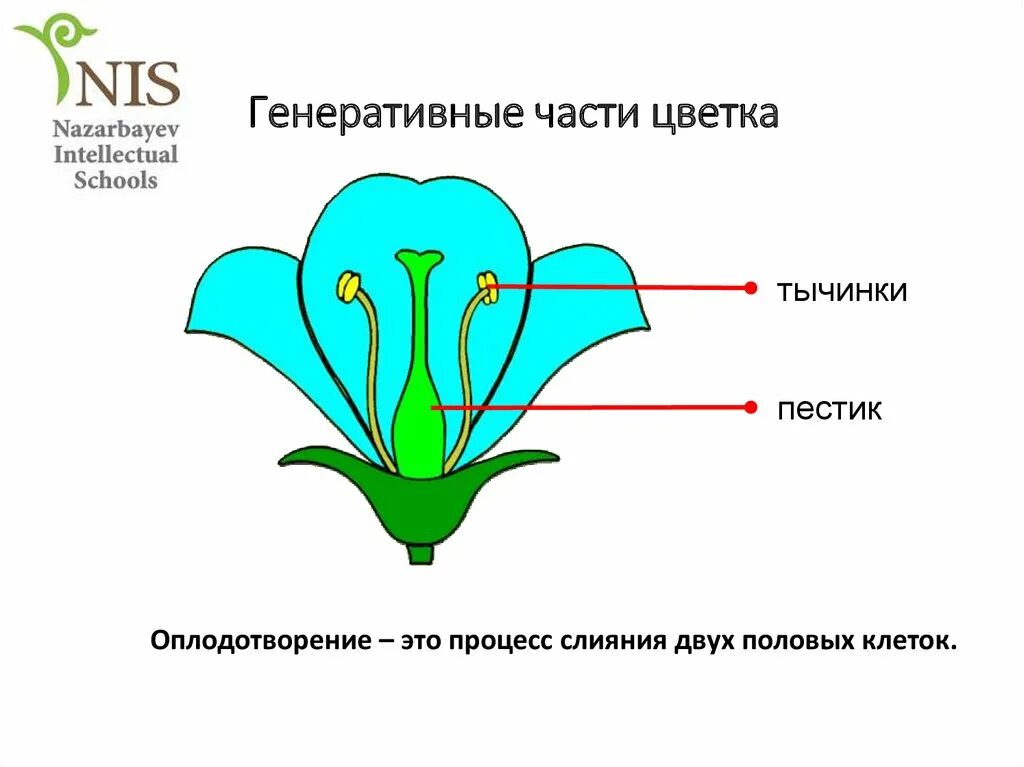 Части цветка. Строение цветка генеративная часть. Генеративные части растения. Часть цветка в которой происходит оплодотворение. Генеративные органы тест