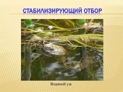 Латимерия стабилизирующий отбор