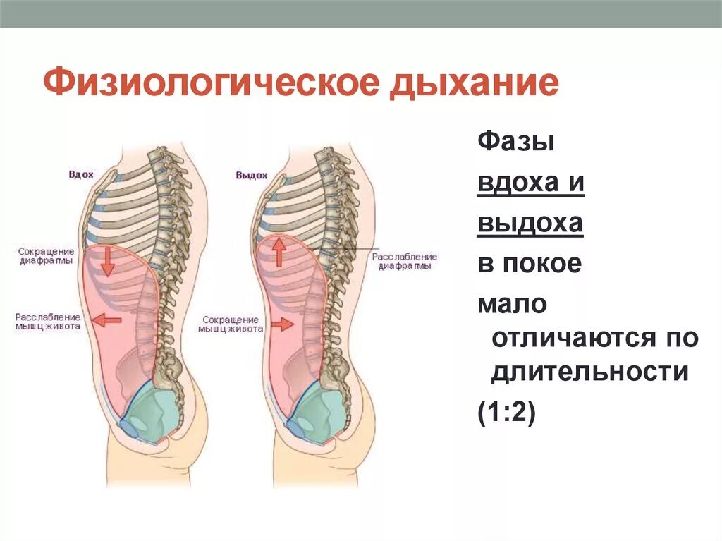 Дыхание это физиологический процесс. Физиологическое дыхание вдох выдох. Фазы вдоха и выдоха. Дыхательные фазы.