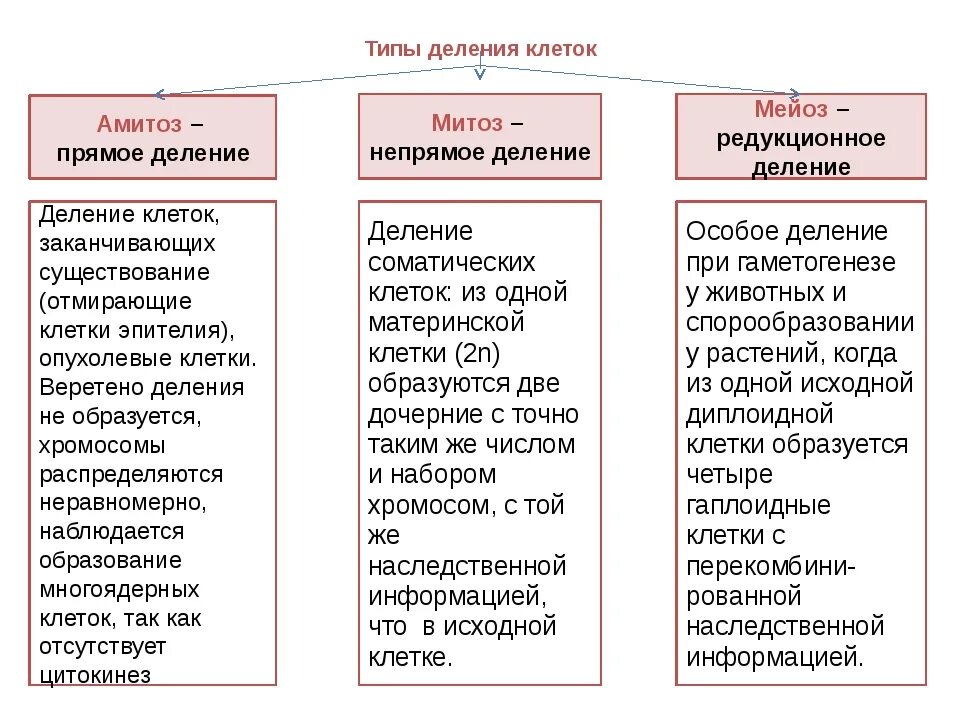 Укажите основные отличия мейоза от митоза 9. Типы деления клеток таблица. Характеристики способов деления клетки. Способы деления клетки таблица. Способы деления клетки амитоз.