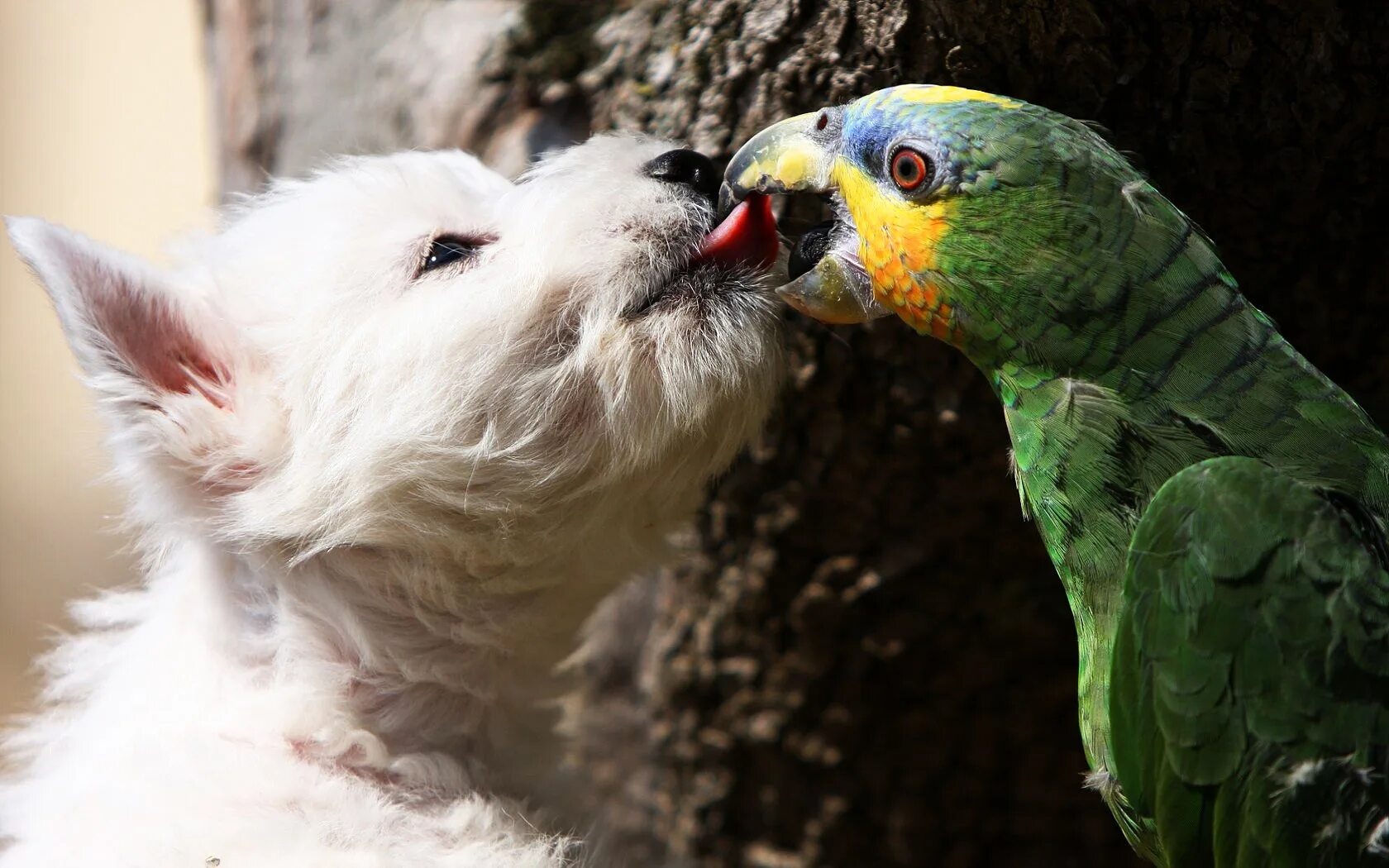 Про говорящих животных. Собака и попугай. Смешные попугаи. Любопытный попугай. Забавные животные и птицы.