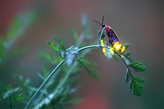 Как выглядит настоящий светлячок The Lampyridae are a family of insects in the beetle order Coleoptera. They are