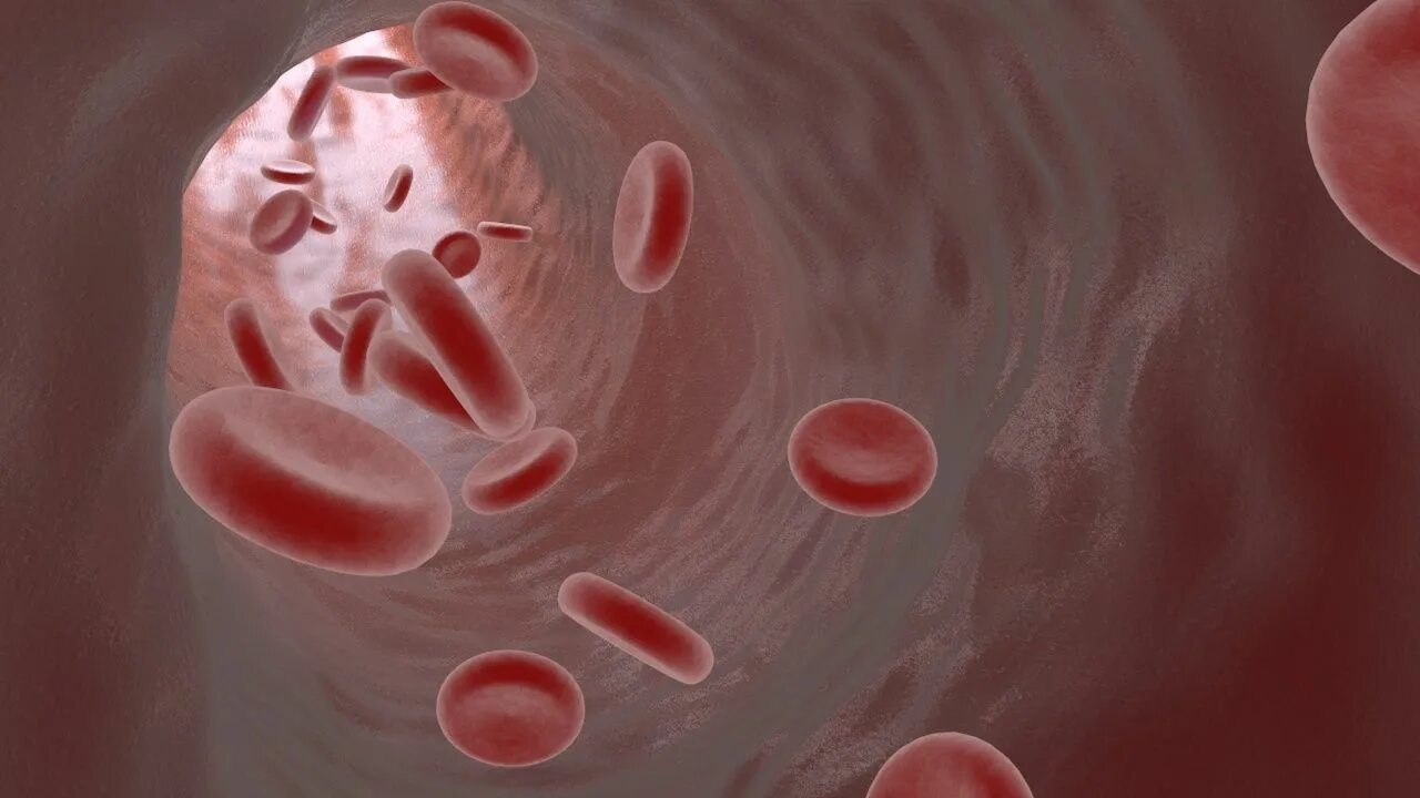 Крови на 3 неделе. Модель клетки крови. Blood Cells 3d model.