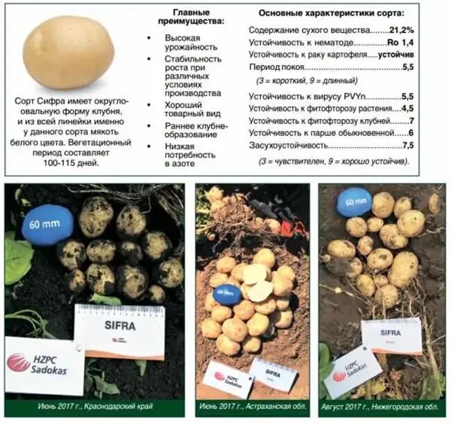 Сорт картофеля Сифра характеристика. Сорт картофеля Бернина характеристика. Сорт Вега картофель характеристика. Сифра картофель характеристика.