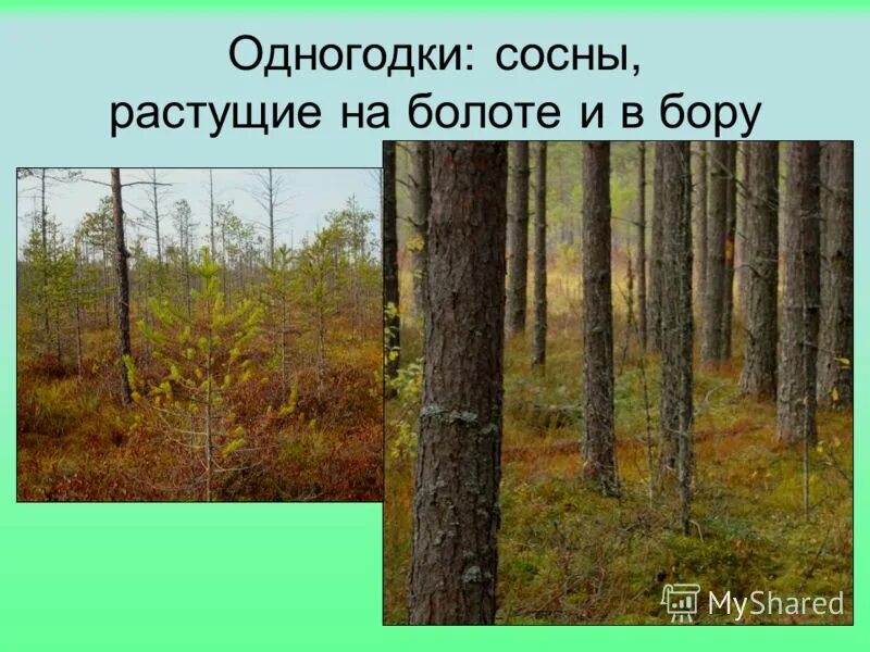 Сосны растут на болоте. Сосна растущая на болоте. Береза растет в болотах Южный район. Дуб растущий на болоте. Растут ли берёзы на болотах в южных районах.