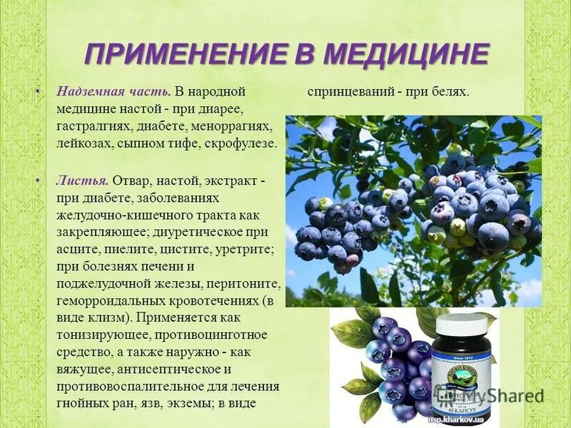 Содержание витаминов в чернике