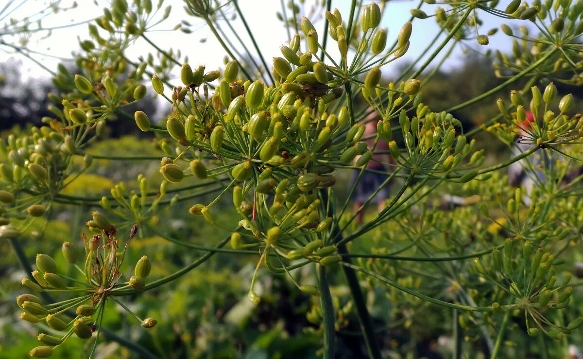 Укроп огородный (anethum graveolens l. Укроп пахучий - anethum graveolens. Укроп пахучий (садовый). Укроп пахучий. Плоды укропа огородного.