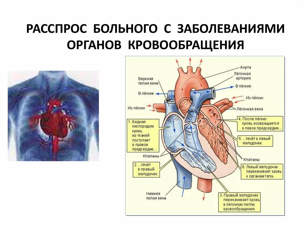 Основные органы кровообращения. Основные синдромы при заболеваниях органов кровообращения. Симптомы при клинические заболевании органов кровообращения. Жалобы больных с патологией системы кровообращения. Жалобы больных с заболеваниями органов кровообращения..